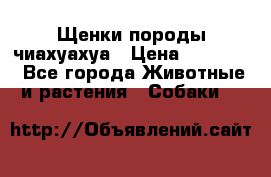 Щенки породы чиахуахуа › Цена ­ 12 000 - Все города Животные и растения » Собаки   